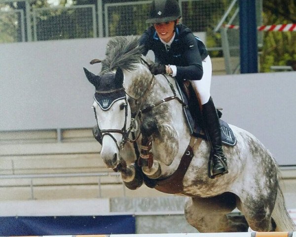 Zuchtstute Condoleeza Z (Zangersheide Reitpferd, 2006, von Caritano Z)