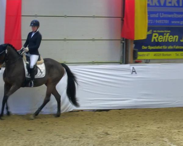 Reitturnier Borken 2026