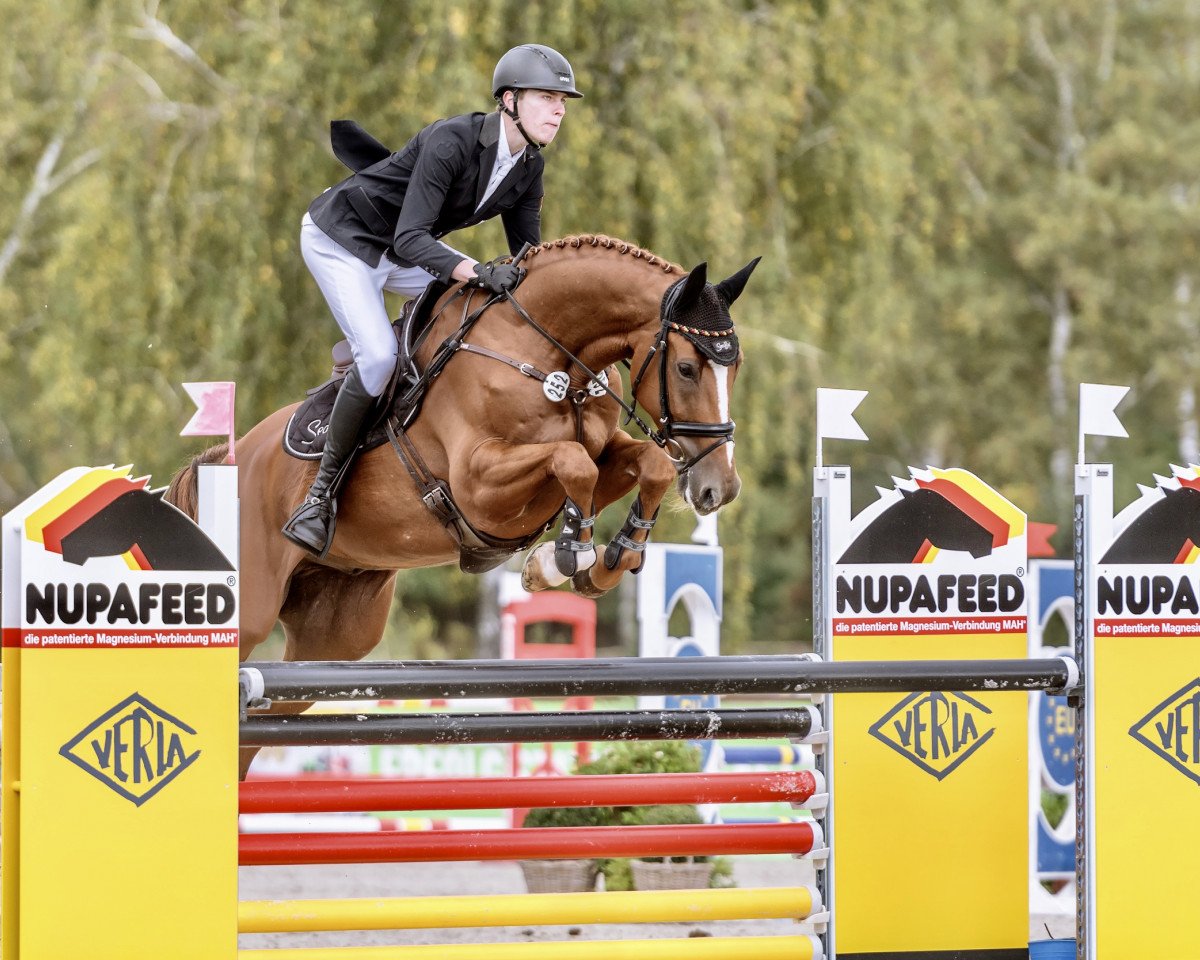 jumper Let's go 122 (Nederlands Rijpaarden en Pony, 2010, from Larscot)