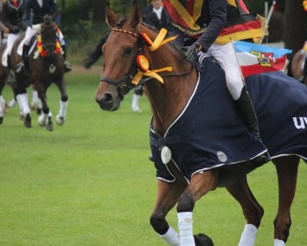 jumper Cocolares (Oldenburg, 2012, from Califax)