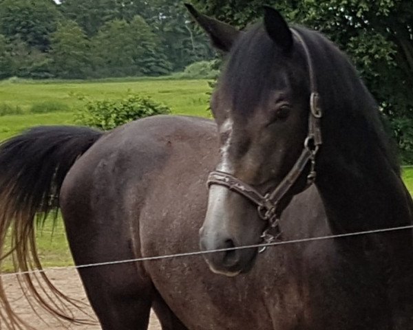 Springpferd Draconian Times Z (Zangersheide Reitpferd, 2017, von Dominator 2000 Z)