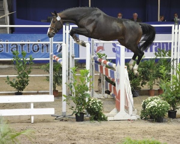 stallion Upso D'Aunou (Selle Français, 2008, from Lamm de Fétan)