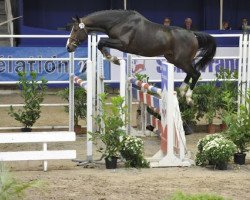 stallion Upso D'Aunou (Selle Français, 2008, from Lamm de Fétan)