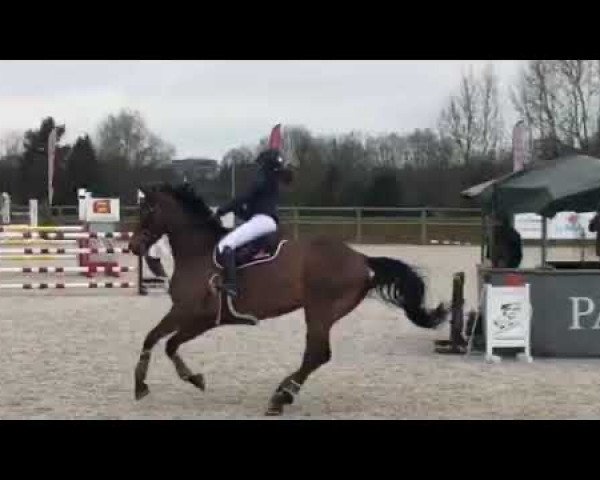 broodmare Venezia Tame (Selle Français, 2009, from Lamm de Fétan)