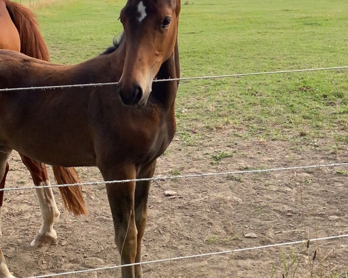 horse Stute von Saint Cyr/T. / Weltregent H (Westphalian, 2020, from Saint Cyr)