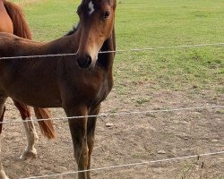 Pferd Stute von Saint Cyr/T. / Weltregent H (Westfale, 2020, von Saint Cyr)