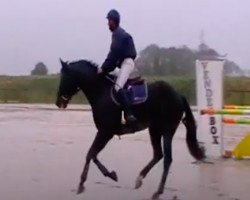horse Valakhani Villa Rose (Selle Français, 2009, from Lauterbach)