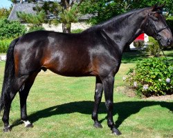 stallion Arpège du Salbey (Selle Français, 2010, from Lamm de Fétan)