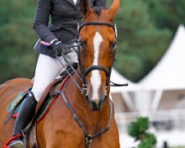 jumper Vilkano de Fetan (Selle Français, 2009, from Lamm de Fétan)