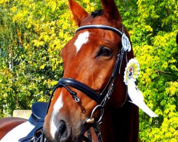 dressage horse Quarter Moon (German Sport Horse, 2011, from Quandolino)
