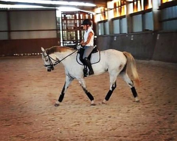 Springpferd Ellie-Garelli (Oldenburger, 2010, von Elliot van Ter Hulst)