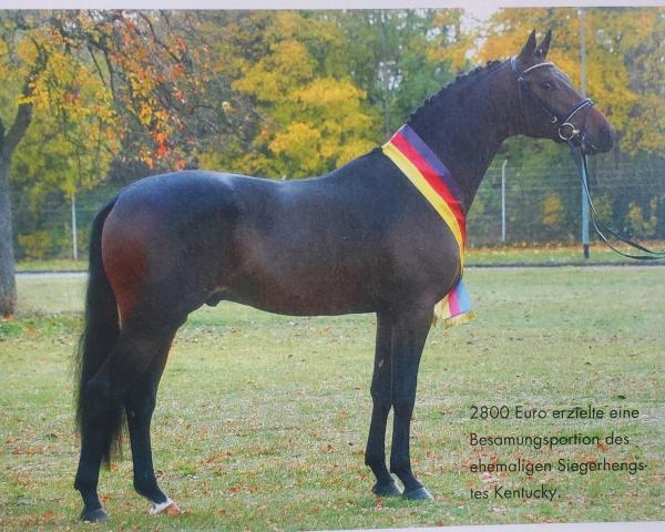 Stallone da monta Kentucky (Trakehner, 2007, di Donaufels)
