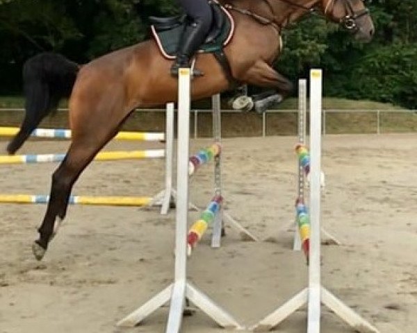 jumper Bermuda (German Warmblood, 2012, from Berlin)
