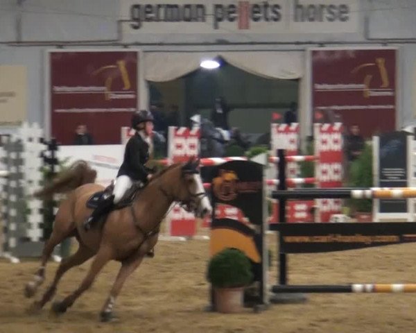 CSI* Damme 2014