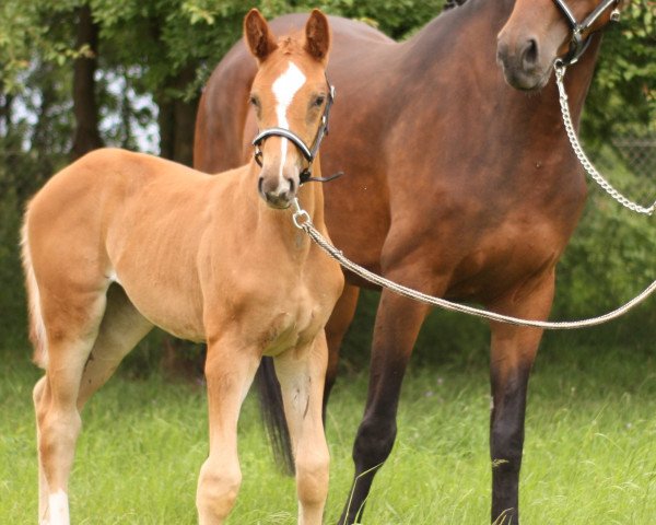 horse Fohlen von Erdinger / Libertad (Oldenburg, 2020, from Erdinger)