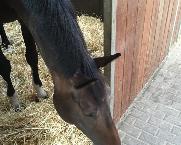 dressage horse Joblesse (KWPN (Royal Dutch Sporthorse), 2014, from Zardando)