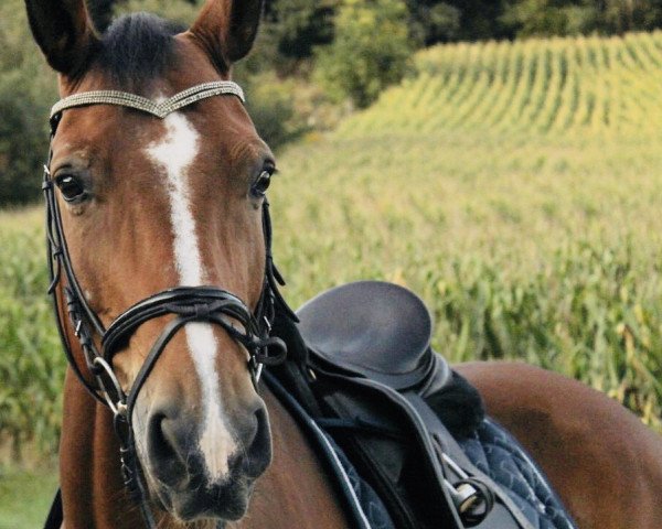 Caballo Senator 161 (Turingio, 1999, de Silentio)