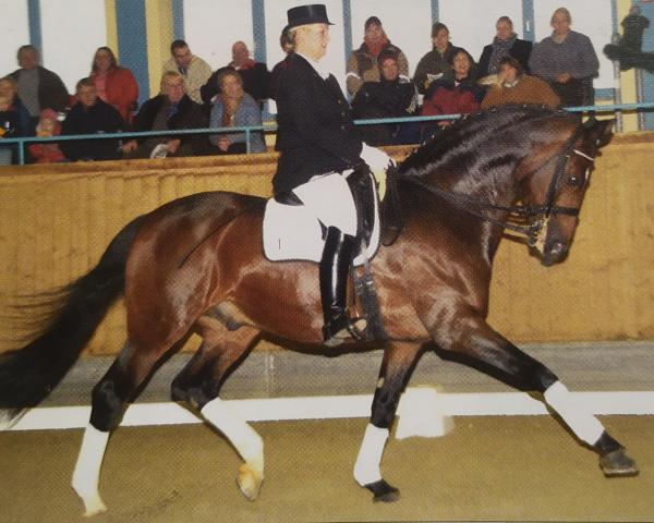 Stallone da monta Lauries Lavandou (Hannover, 1993, di Lauries Crusador xx)