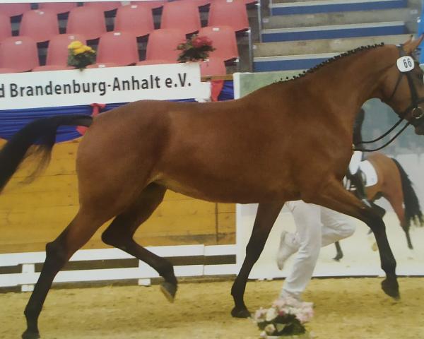Broodmare Fiona (German Sport Horse, 2004, from Fighting Alpha 3)