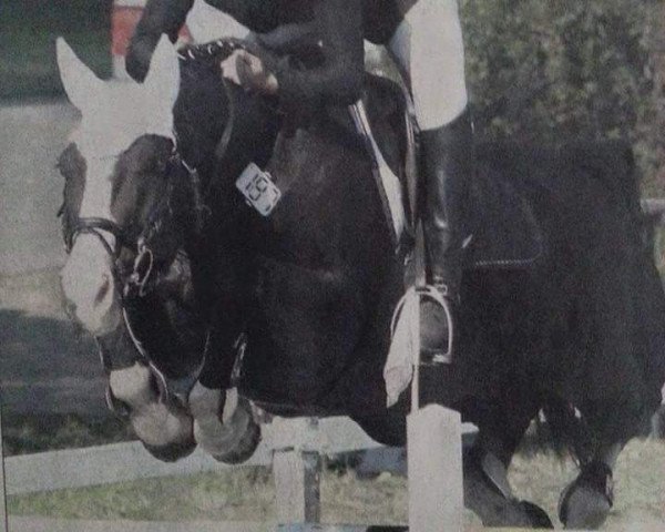 jumper Gremlin (Mecklenburg, 1994, from Glorieux)