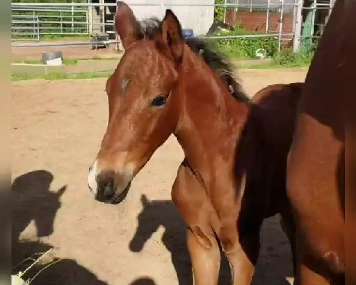 Pferd Te Quiero Diamond (Oldenburger, 2019, von Total Spezial)