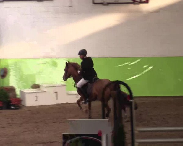 17. Legdener Pony-Meeting