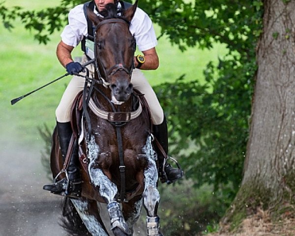 stallion Prince Philae AA (Anglo-Arabs, 2003, from Hand in Glove xx)