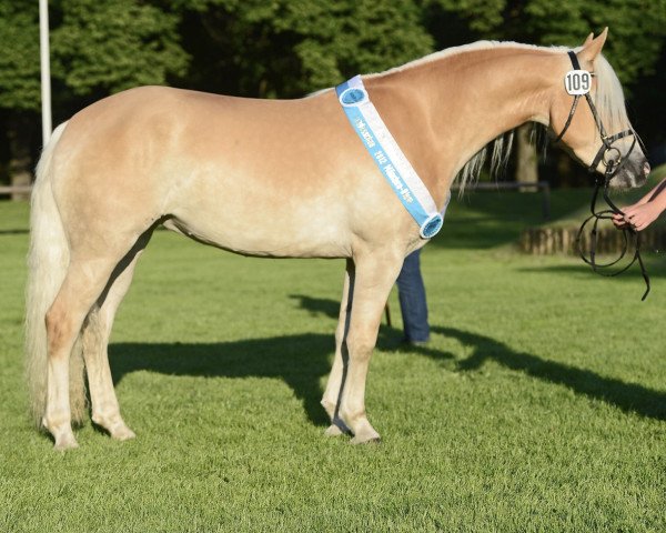 Zuchtstute Highlight (5,86% ox) (Edelbluthaflinger, 2009, von Alibaba)