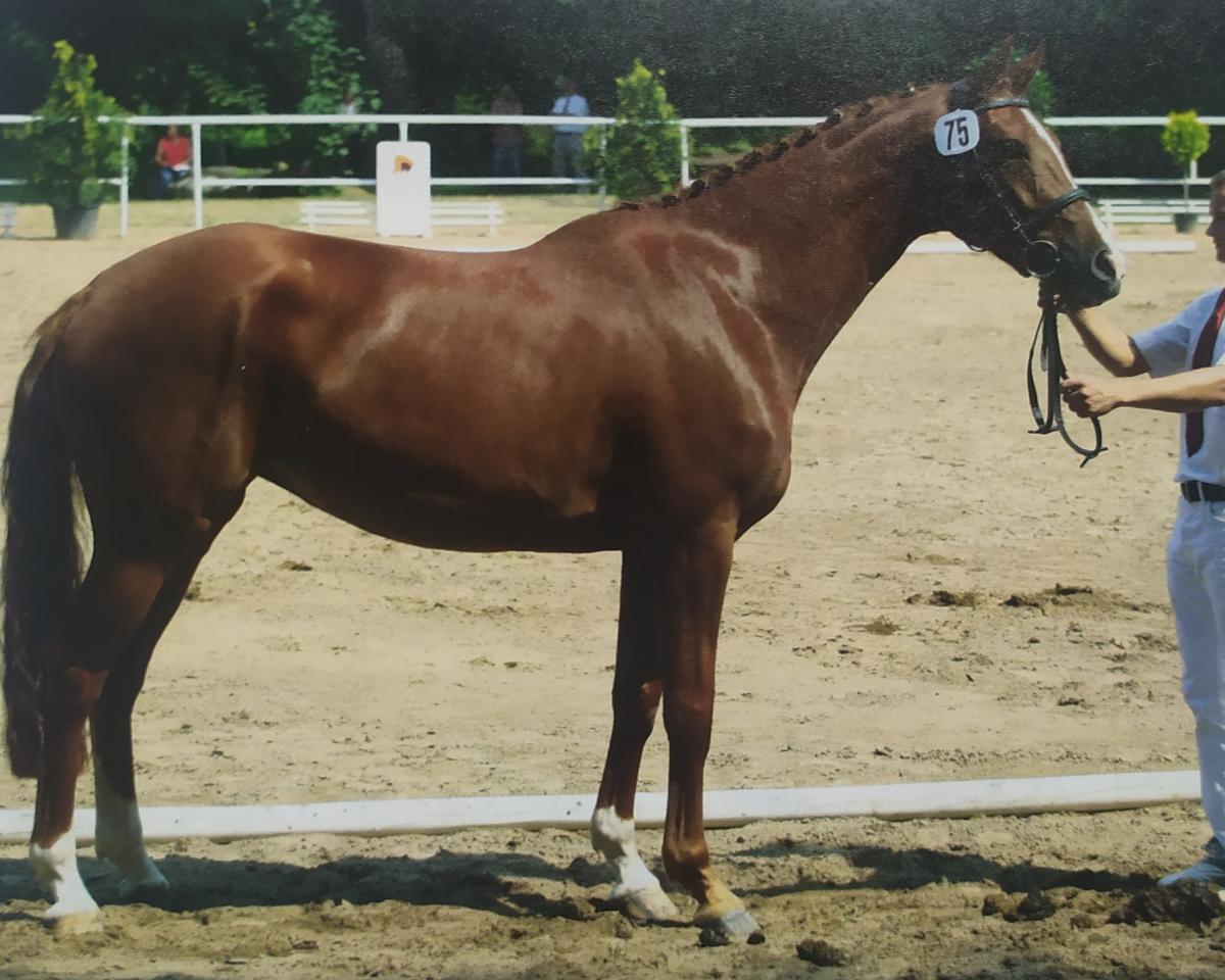 Chovná klisna Aria (Německý sportovní kůň, 2007, od Askari)