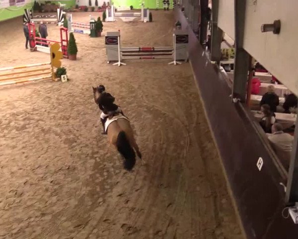 17. Legdener Pony-Meeting