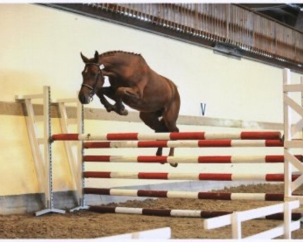 Springpferd Seisme de Fo (Selle Français, 2006, von Kalaska de Semilly)