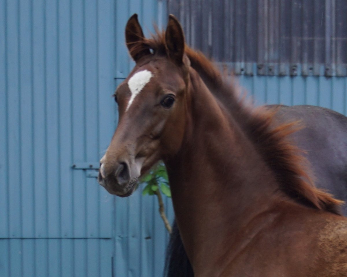 horse HF von (Hanoverian, 2020, from Figari)