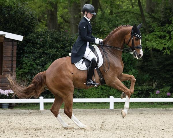 Koń ujeżdżeniowy Feivel The Skyscraper (Hanower, 2011, od Fürst Piccolo)