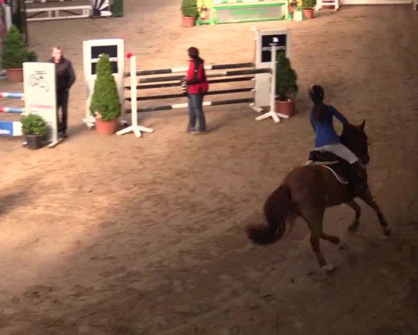 17. Legdener Pony-Meeting