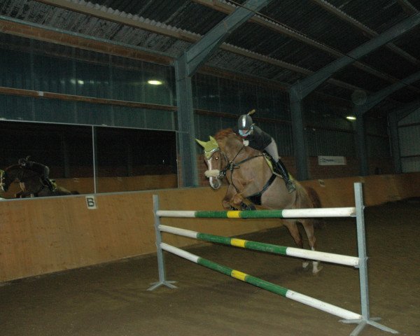 broodmare Ferrara 62 (Westphalian, 1993, from Piquet)