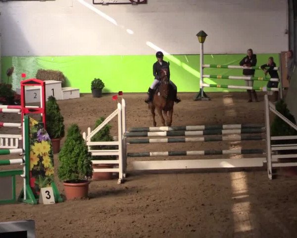 17. Legdener Pony-Meeting