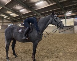 jumper Go for Gold 15 (Holsteiner, 2014, from Lord Ludwigsburg)