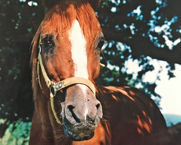 Deckhengst Dagon 1972 ox (Vollblutaraber, 1972, von Magnet 1951 ox)
