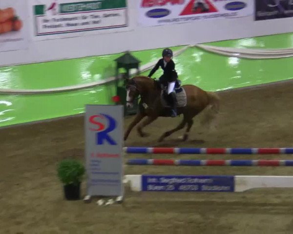 17. Legdener Pony-Meeting