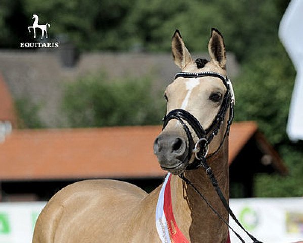 broodmare Golden Princess (German Riding Pony, 2014, from Golden Challenge)