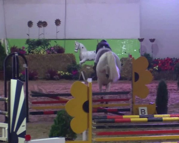 17. Legdener Pony-Meeting