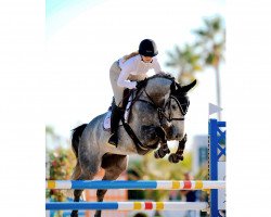 Springpferd James Bond Oc (Schwedisches Warmblut, 2014, von Zirocco Blue)