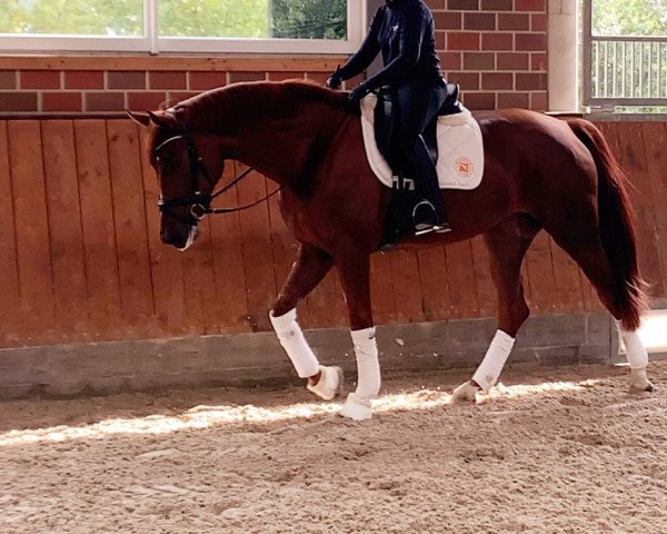 horse Rich and Royal ANW (Oldenburg, 2017, from Ibiza)