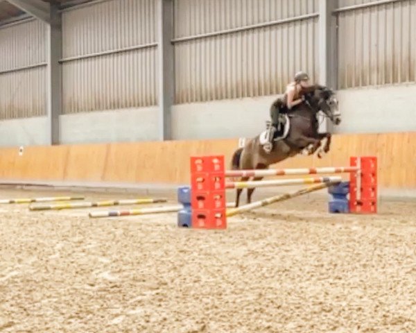 jumper Carhu Bailey (Connemara Pony, 2012, from Derrymore Duncan)