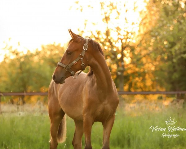 Pferd Dark Daisy AT (Deutsches Reitpony, 2019, von Dark Highlight AT)