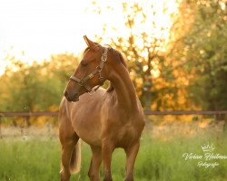 horse Dark Daisy AT (German Riding Pony, 2019, from Dark Highlight AT)