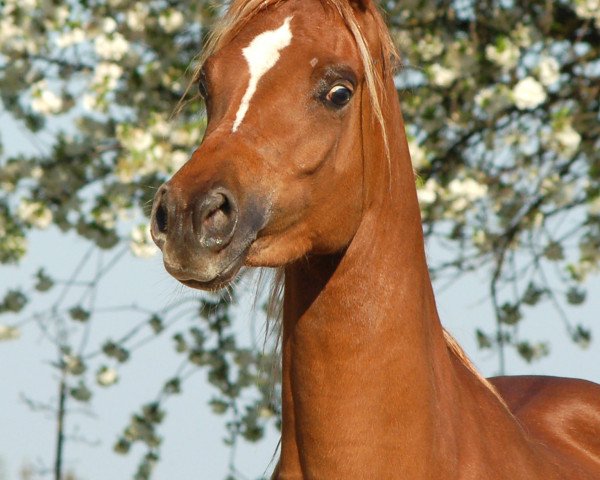 broodmare Anisha RCA (Arabian purebred, 2004, from Absolut RCA EAO)