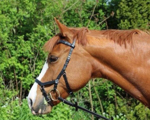 Pferd Skips Shila (Quarter Horse, 2006)