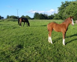 Pferd Stute von Thiago / Flanagan (Oldenburger, 2019, von Thiago Gs OLD)