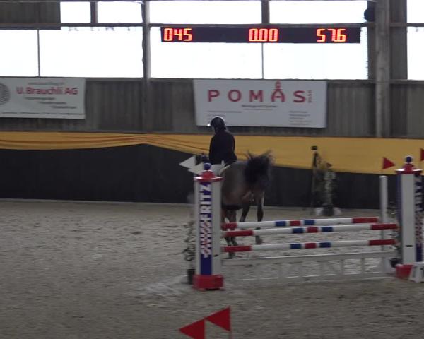 Reittturnier Erlen 2026